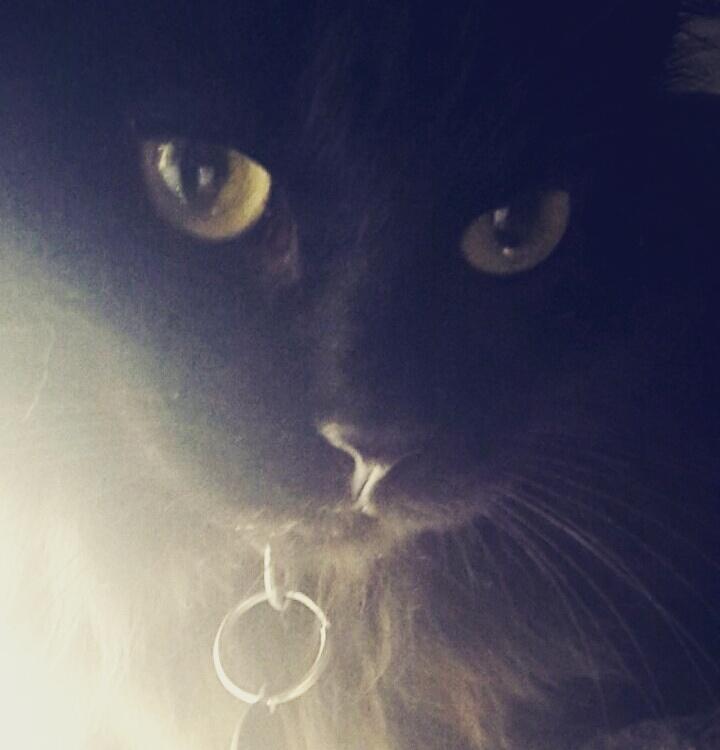 Kurilean Bobtail Beretta iz Dikogo Plemeni [Himmelkat] billede 27