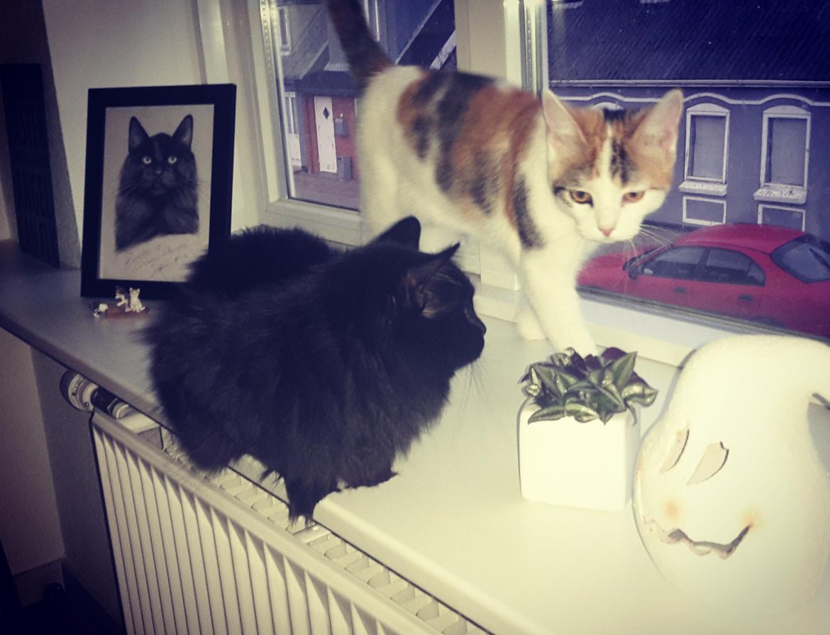 Kurilean Bobtail Beretta iz Dikogo Plemeni [Himmelkat] billede 28