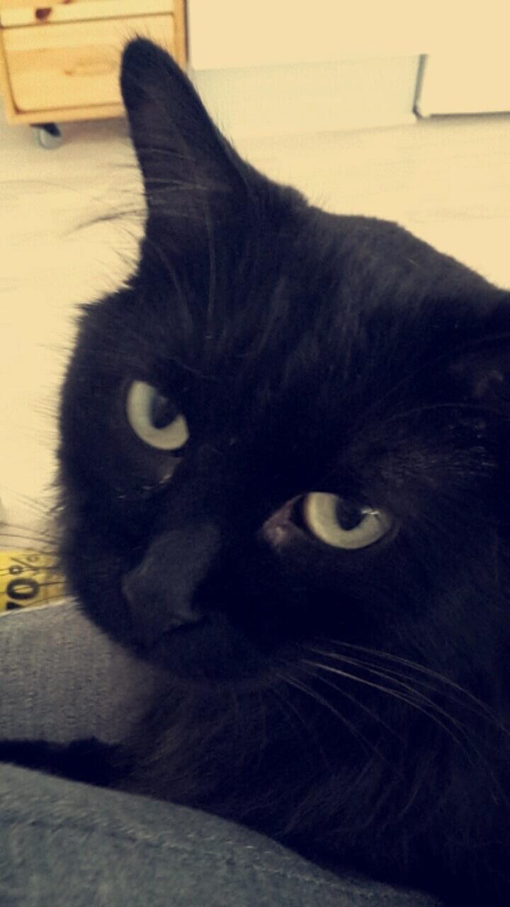 Kurilean Bobtail Beretta iz Dikogo Plemeni [Himmelkat] billede 29