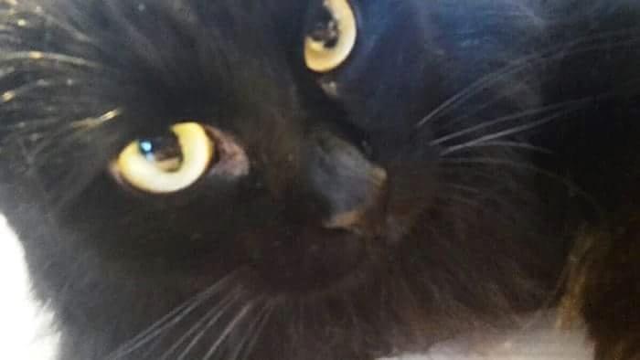 Kurilean Bobtail Beretta iz Dikogo Plemeni [Himmelkat] billede 24