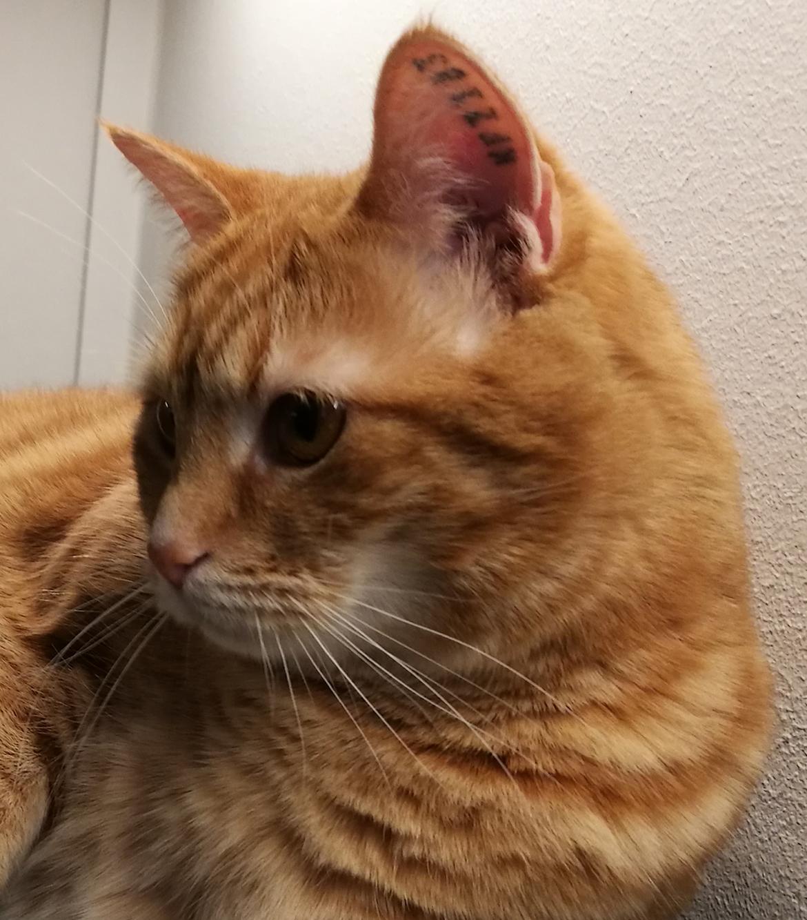 Huskat Carmen billede 12