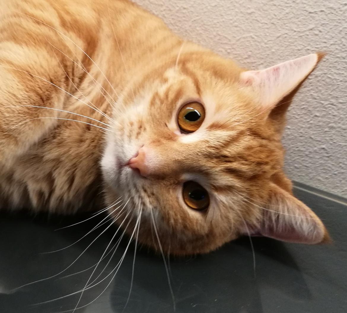 Huskat Carmen billede 1