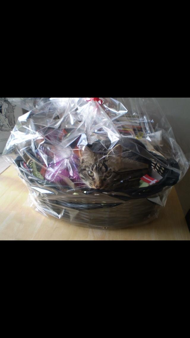 Huskat Bandit billede 7