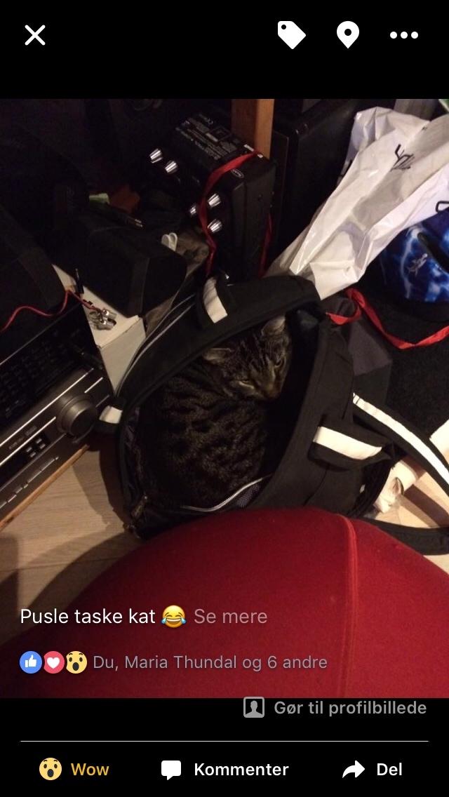 Huskat Bandit billede 8