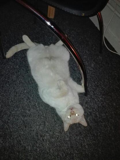 Blanding af racer Gustav  billede 13