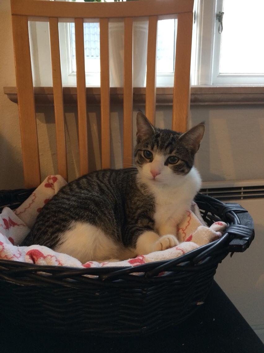 Huskat Villy billede 10