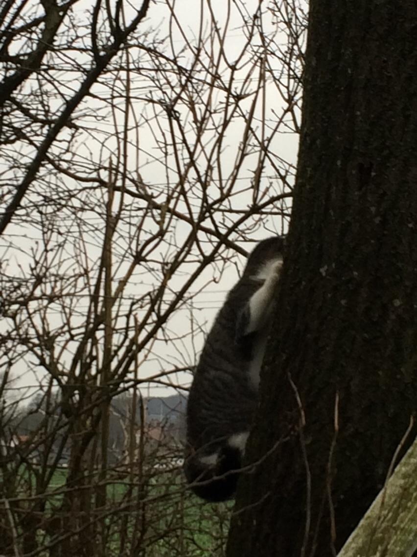 Huskat Villy billede 11