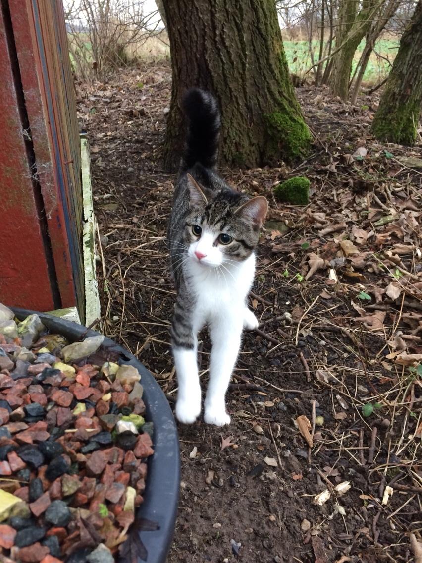 Huskat Villy billede 12