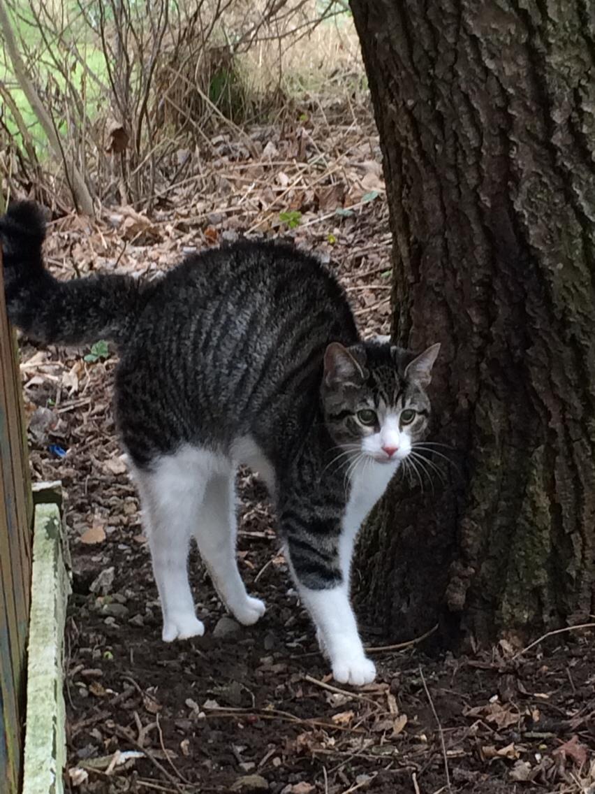 Huskat Villy billede 13