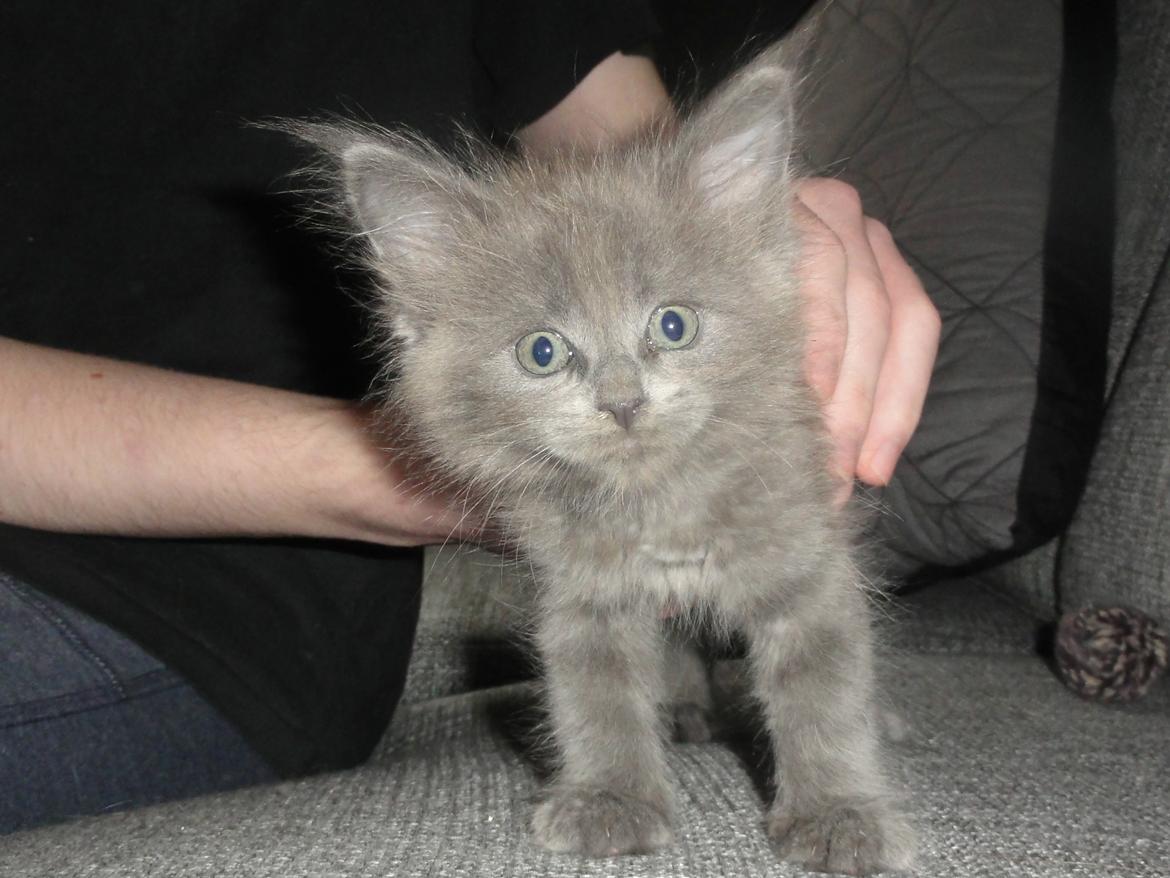 Maine Coon Blackangel's Magby billede 28