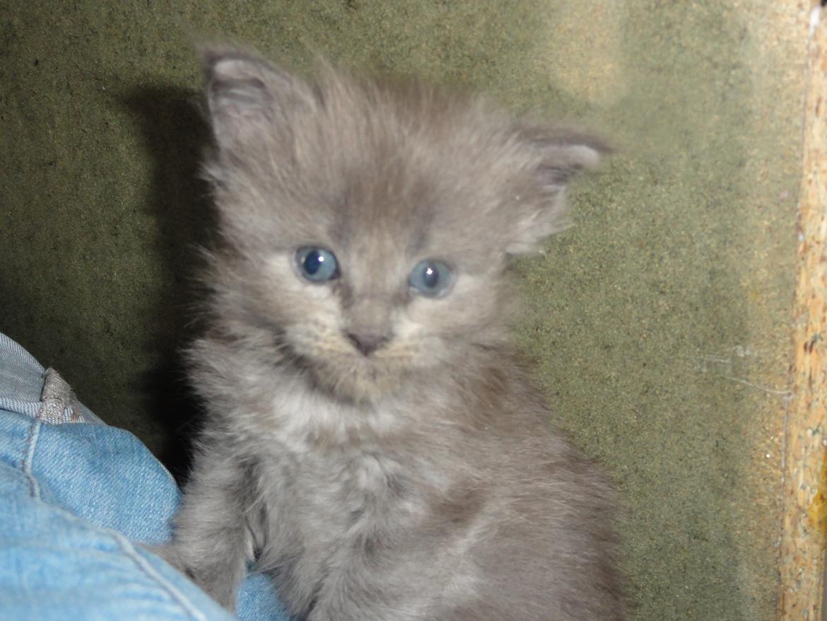 Maine Coon Blackangel's Magby billede 32