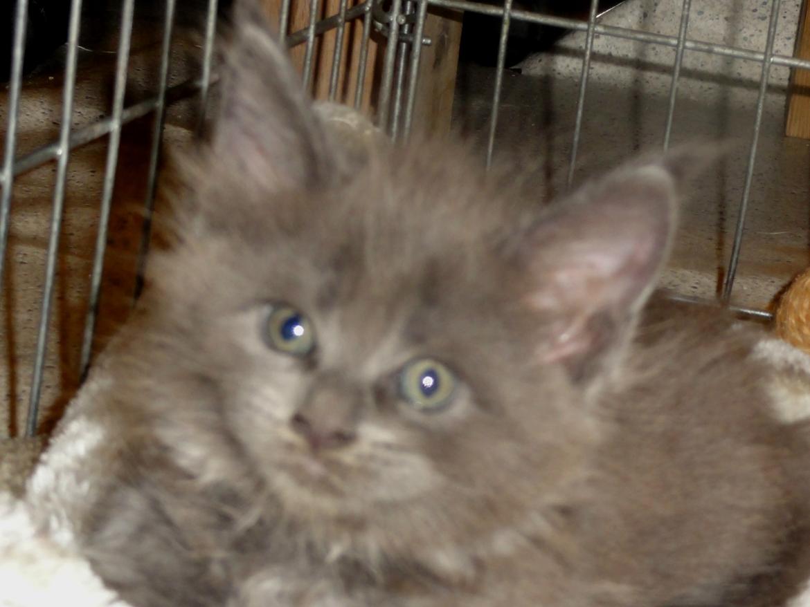 Maine Coon Blackangel's Cleffa billede 32