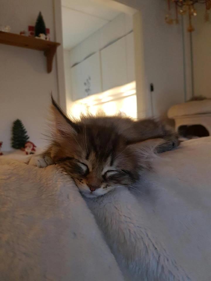 Maine Coon Calcifer billede 5