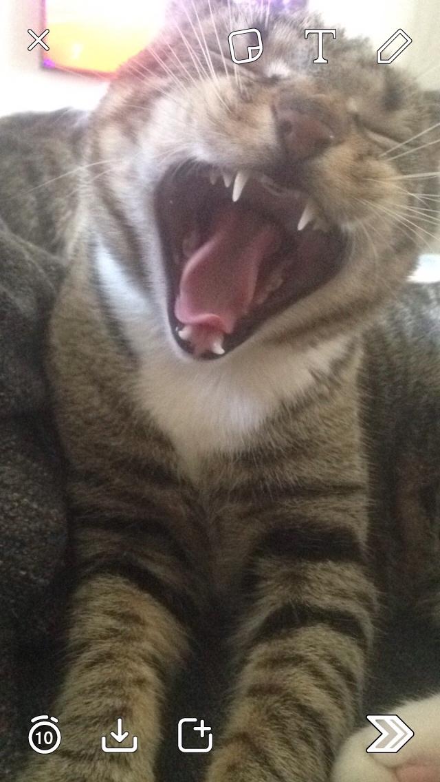 Huskat Tiger billede 13