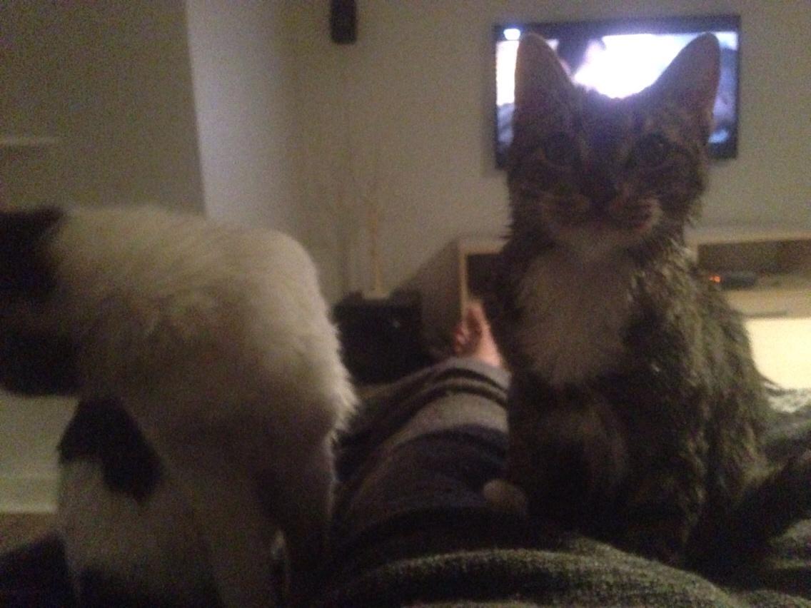 Huskat Tiger billede 14