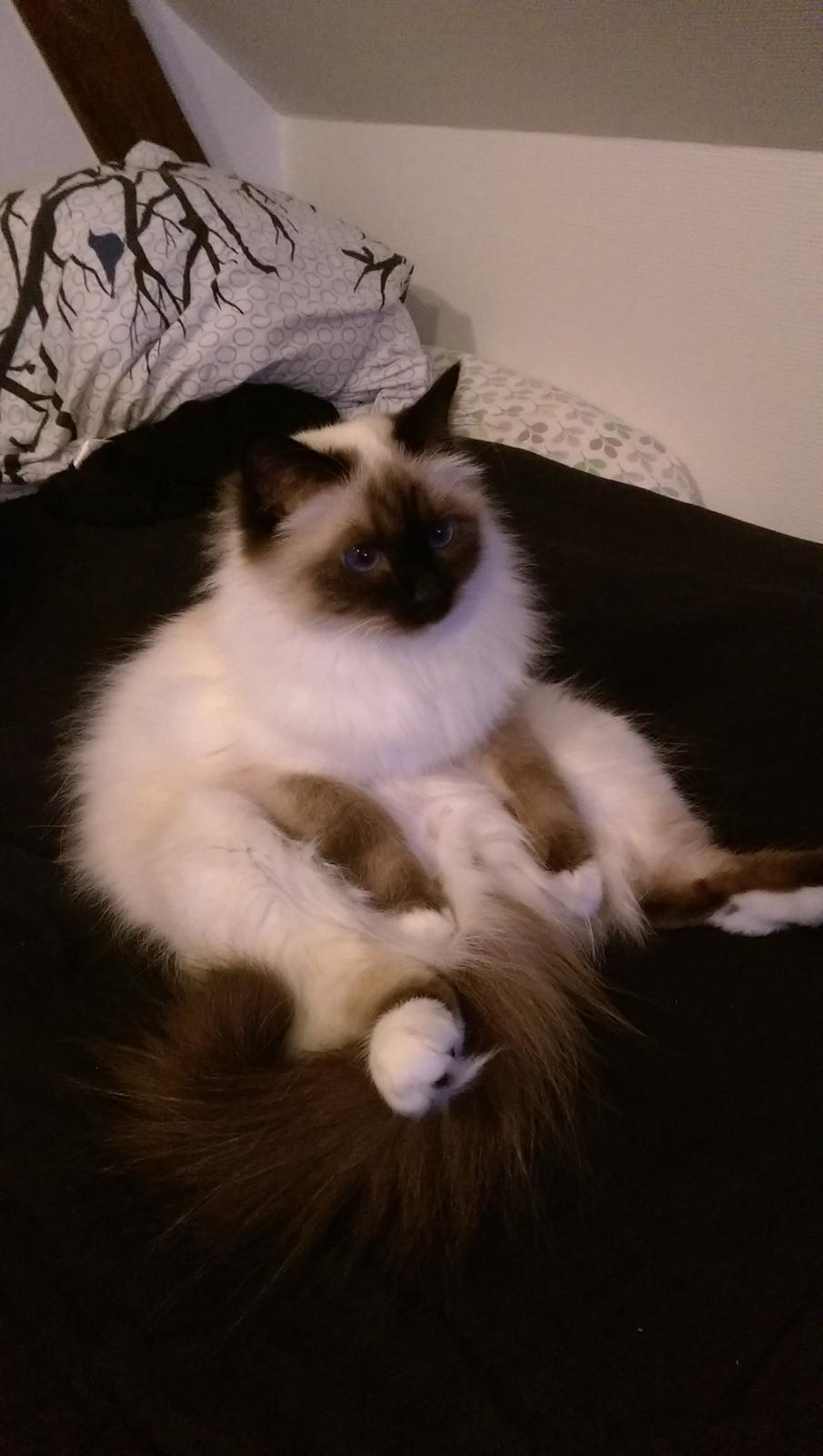 Hellig Birma Rokakitho's Pixel billede 18