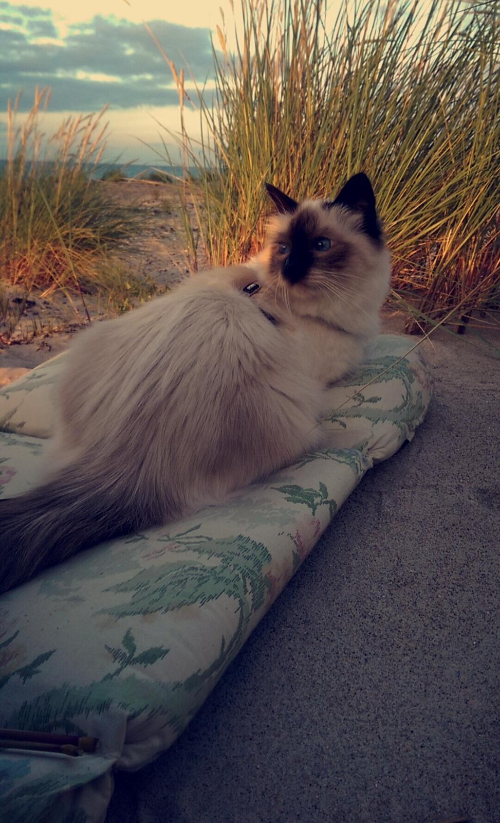 Hellig Birma Rokakitho's Pixel billede 21