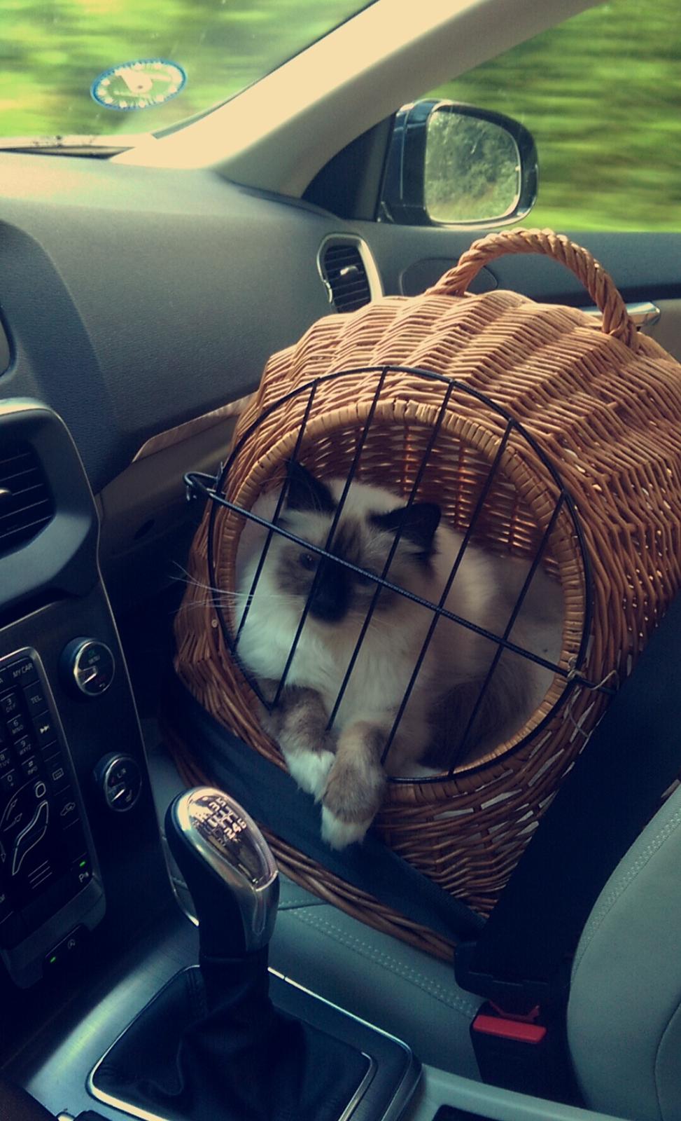 Hellig Birma Rokakitho's Pixel billede 22