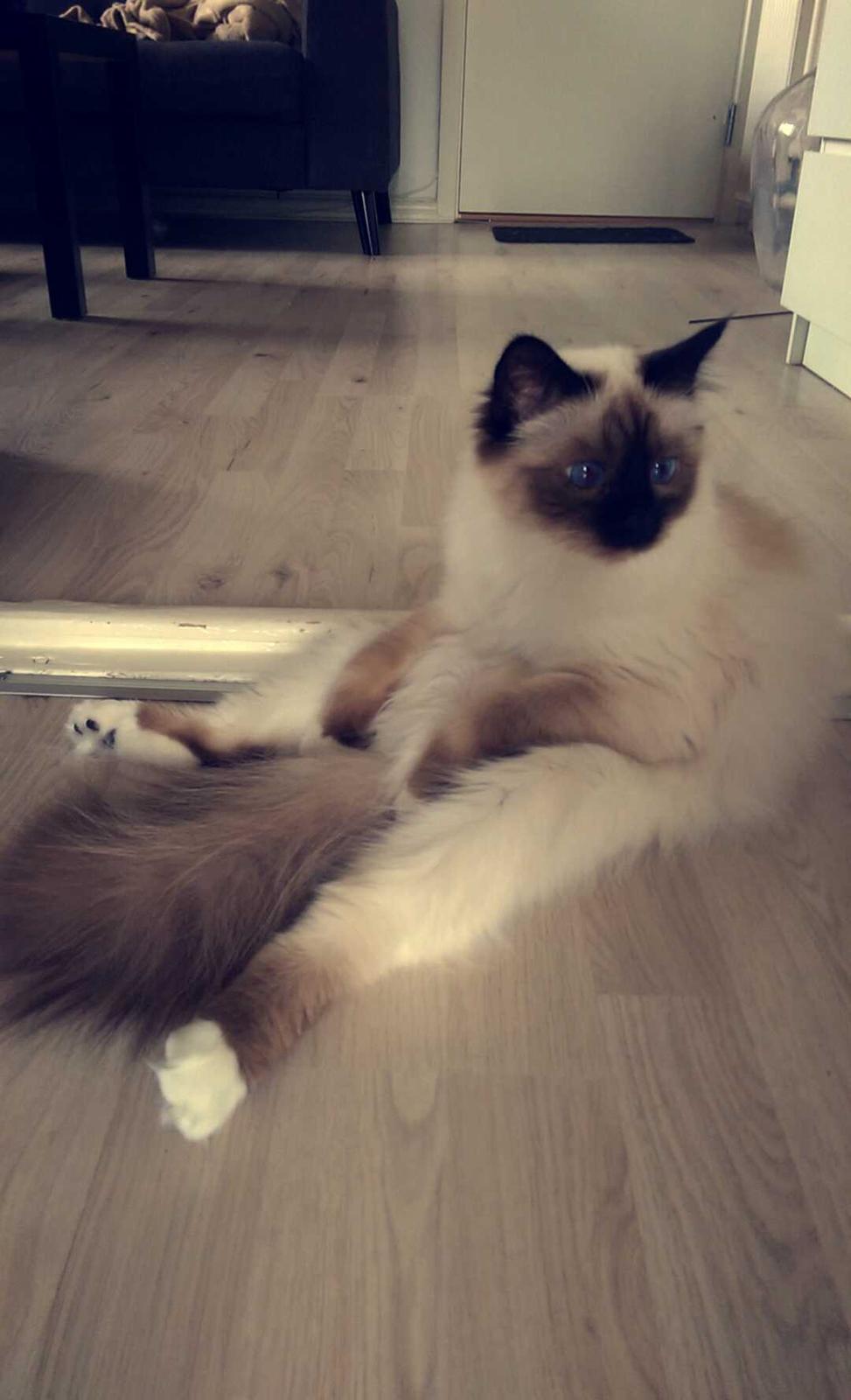 Hellig Birma Rokakitho's Pixel billede 23