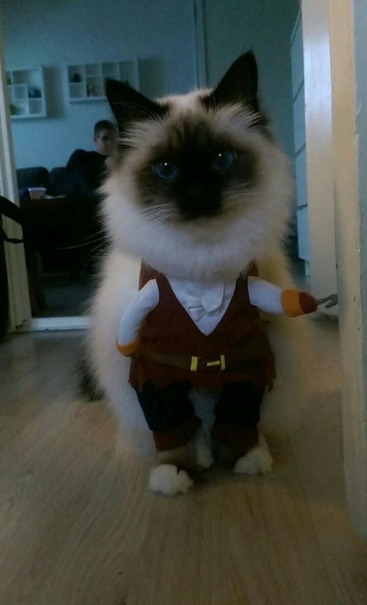 Hellig Birma Rokakitho's Pixel billede 20