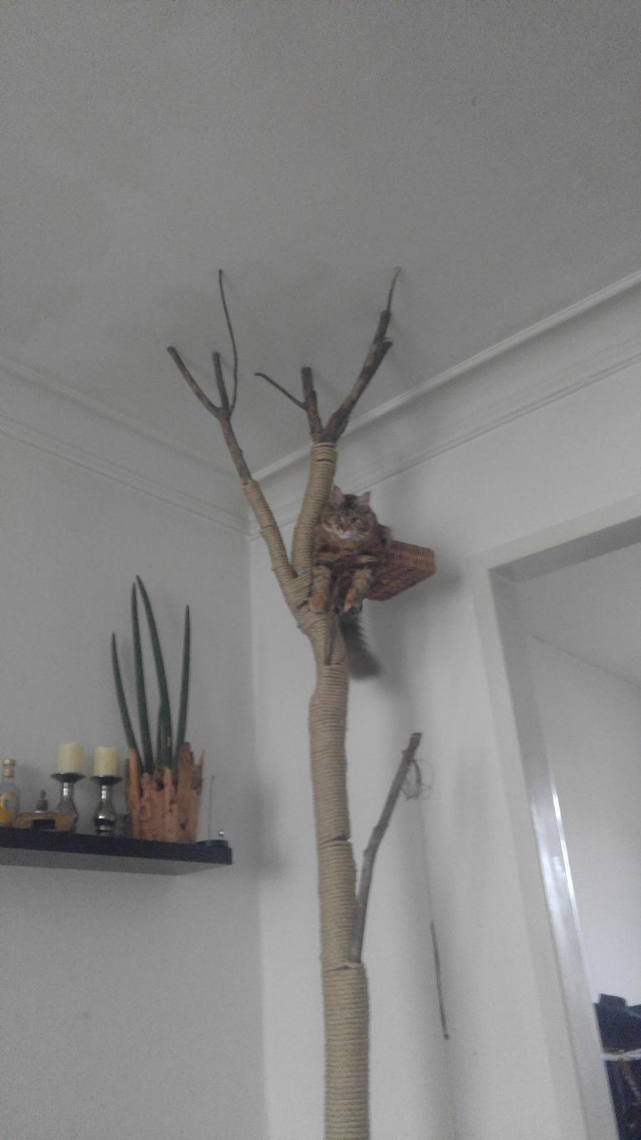 Maine Coon Stella - (DK Prelude cats Sarsellerne) billede 36