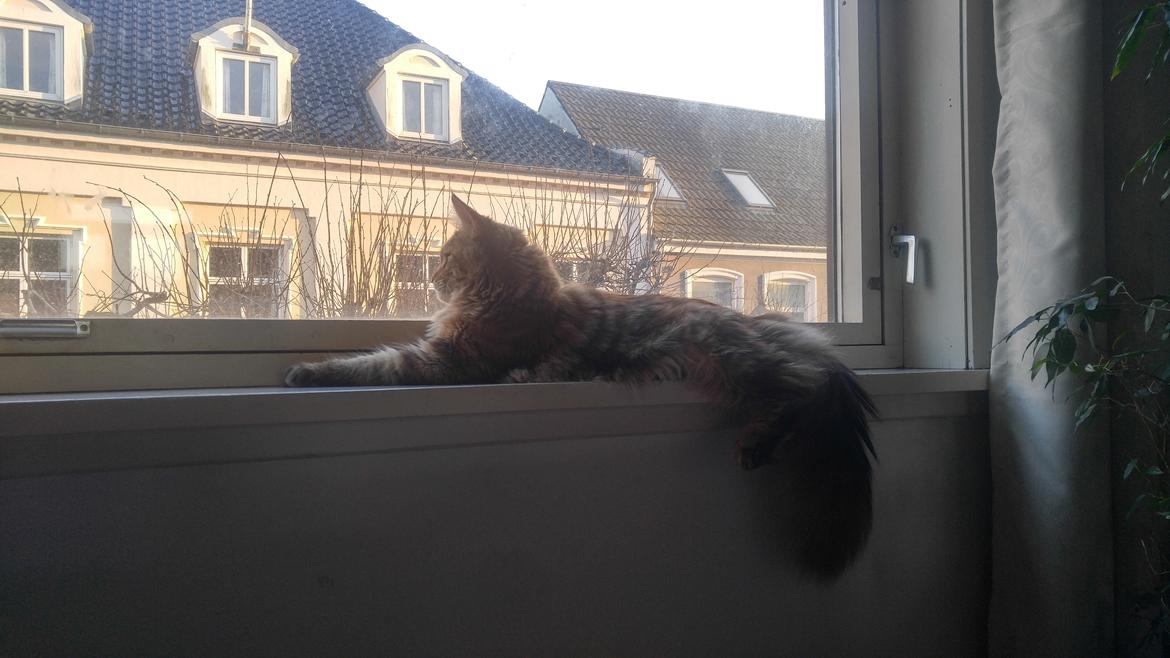 Maine Coon Stella - (DK Prelude cats Sarsellerne) billede 34