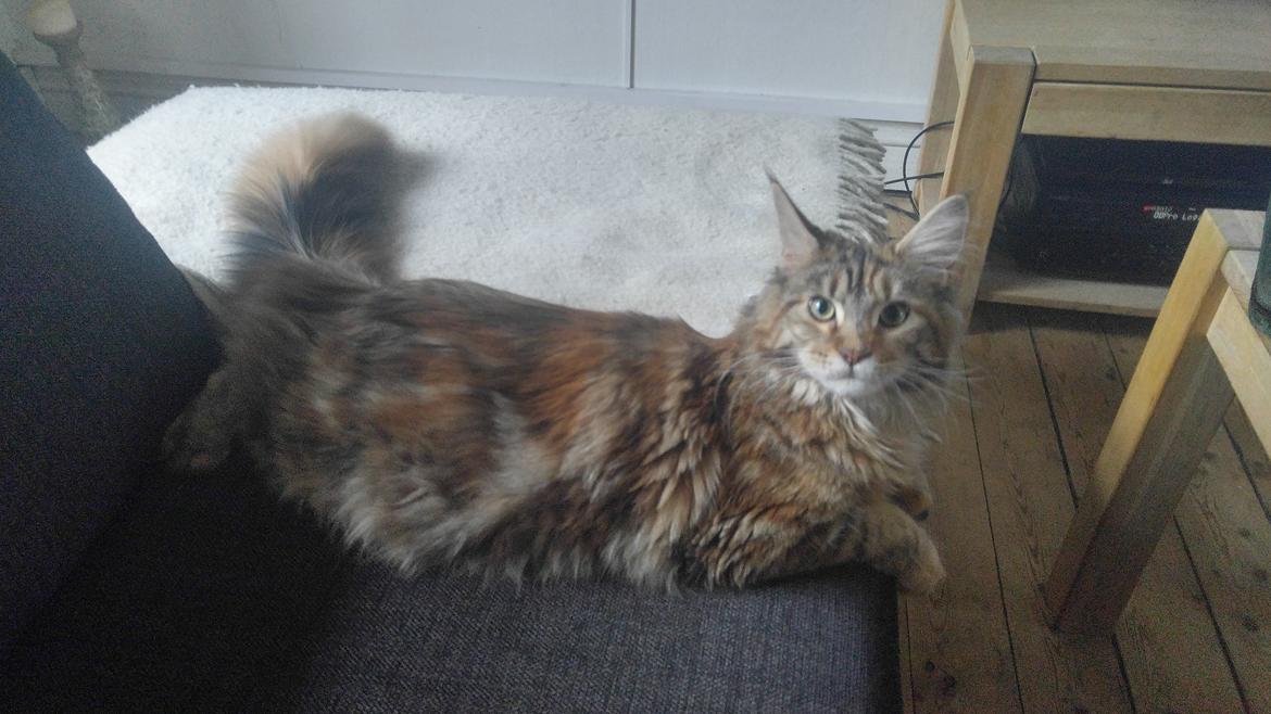 Maine Coon Stella - (DK Prelude cats Sarsellerne) billede 41