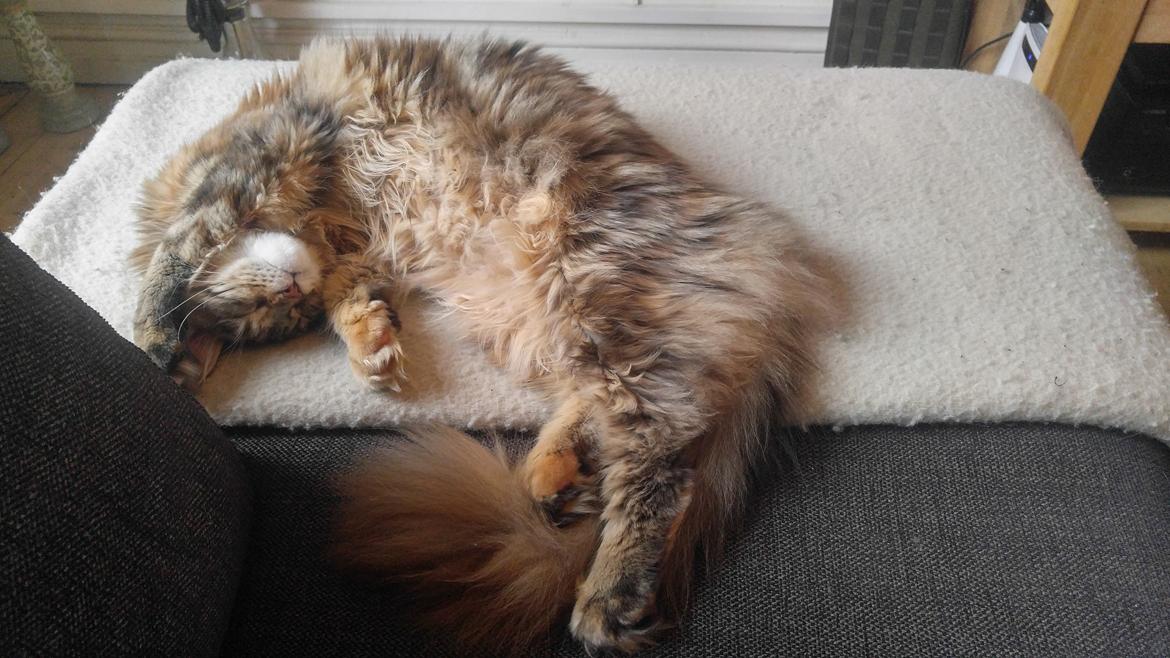 Maine Coon Stella - (DK Prelude cats Sarsellerne) billede 40