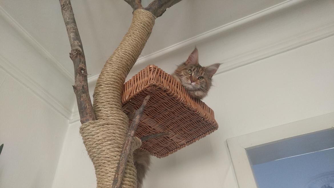 Maine Coon Stella - (DK Prelude cats Sarsellerne) billede 38