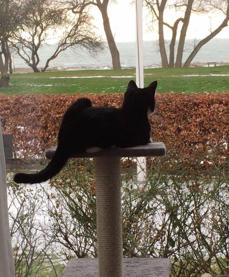 Huskat August (*Forsvundet*) billede 15