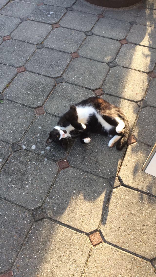 Huskat August (*Forsvundet*) - sommer 2016 billede 9