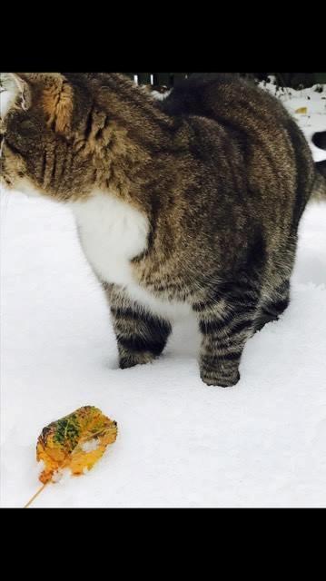 Huskat Nemo billede 5