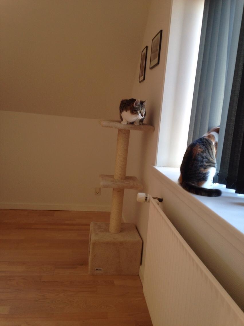 Huskat Lulu (R.I.P) billede 20