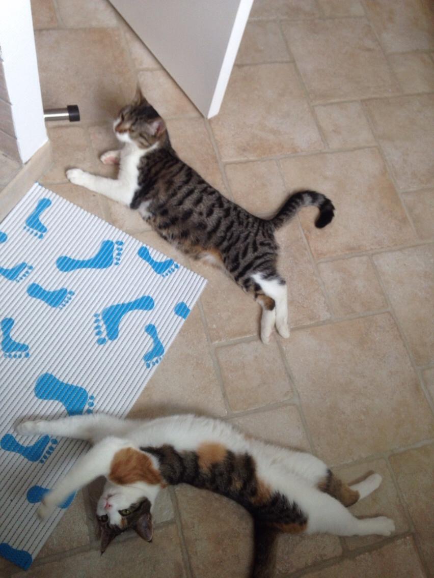 Huskat Lulu (R.I.P) billede 21