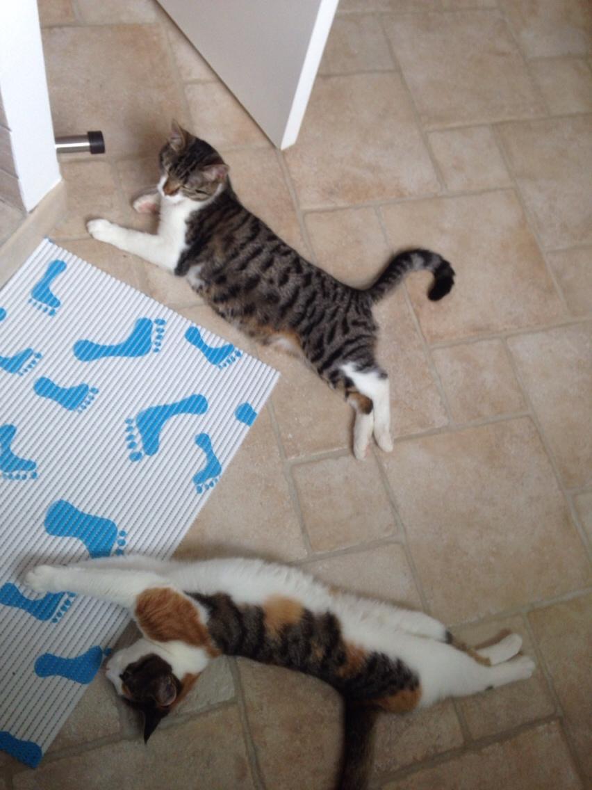 Huskat Mille billede 17