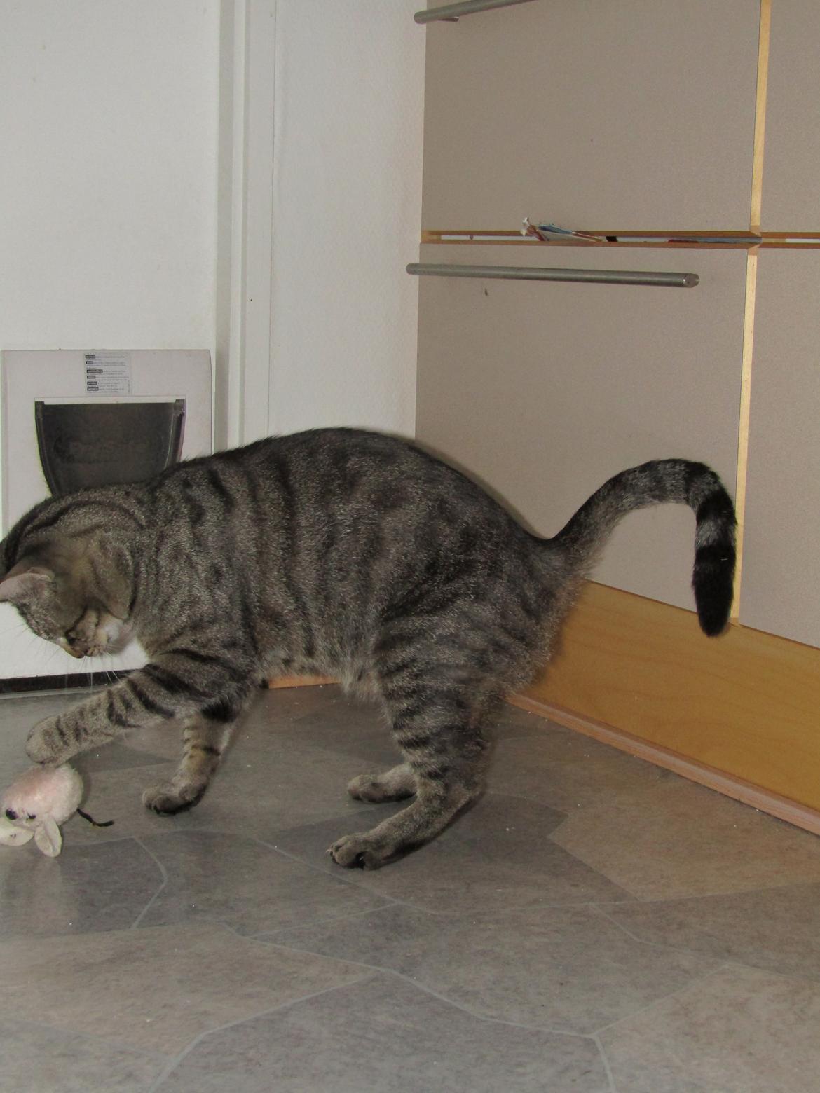 Blanding af racer Felix billede 30