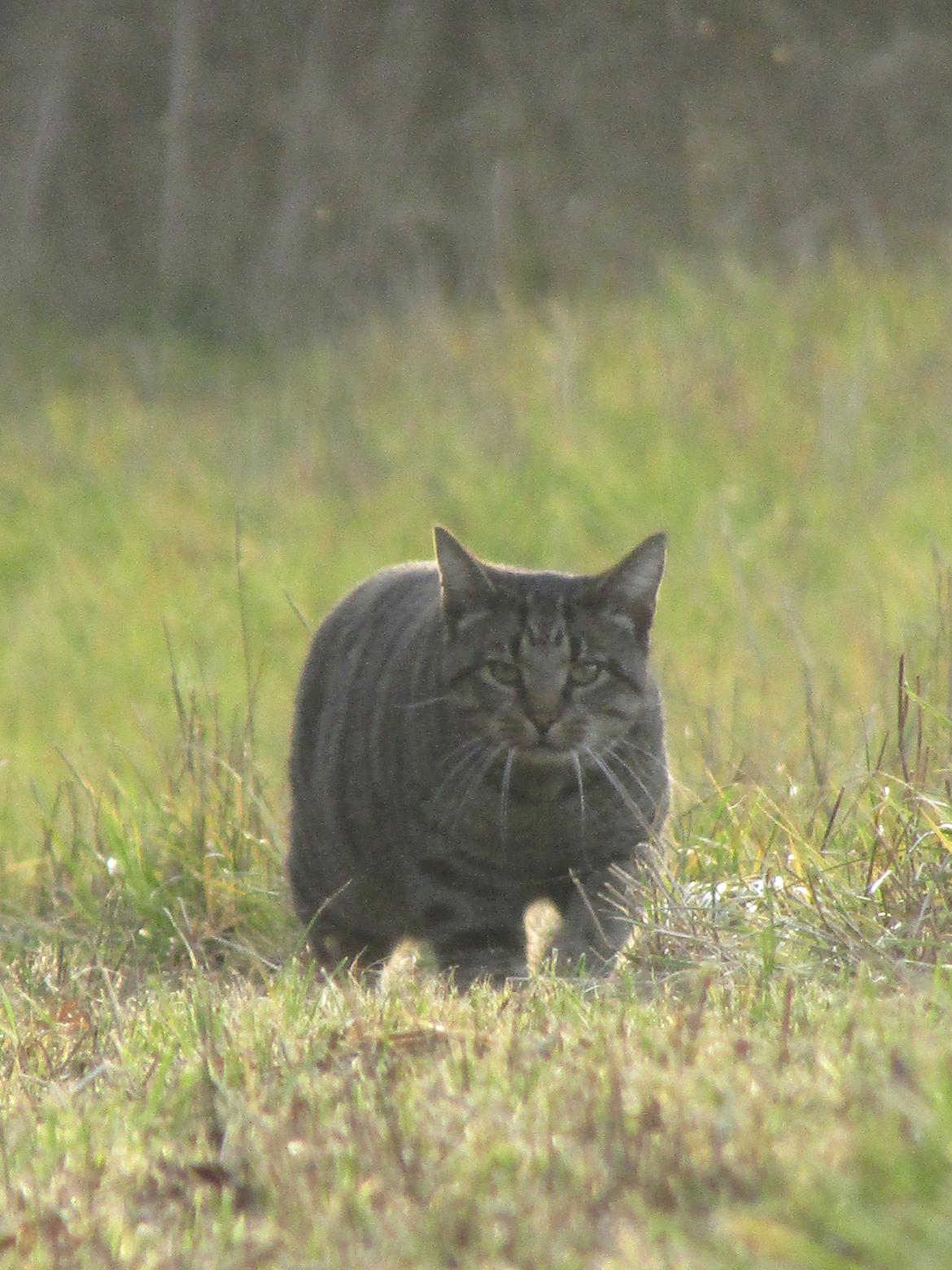 Blanding af racer Felix billede 42