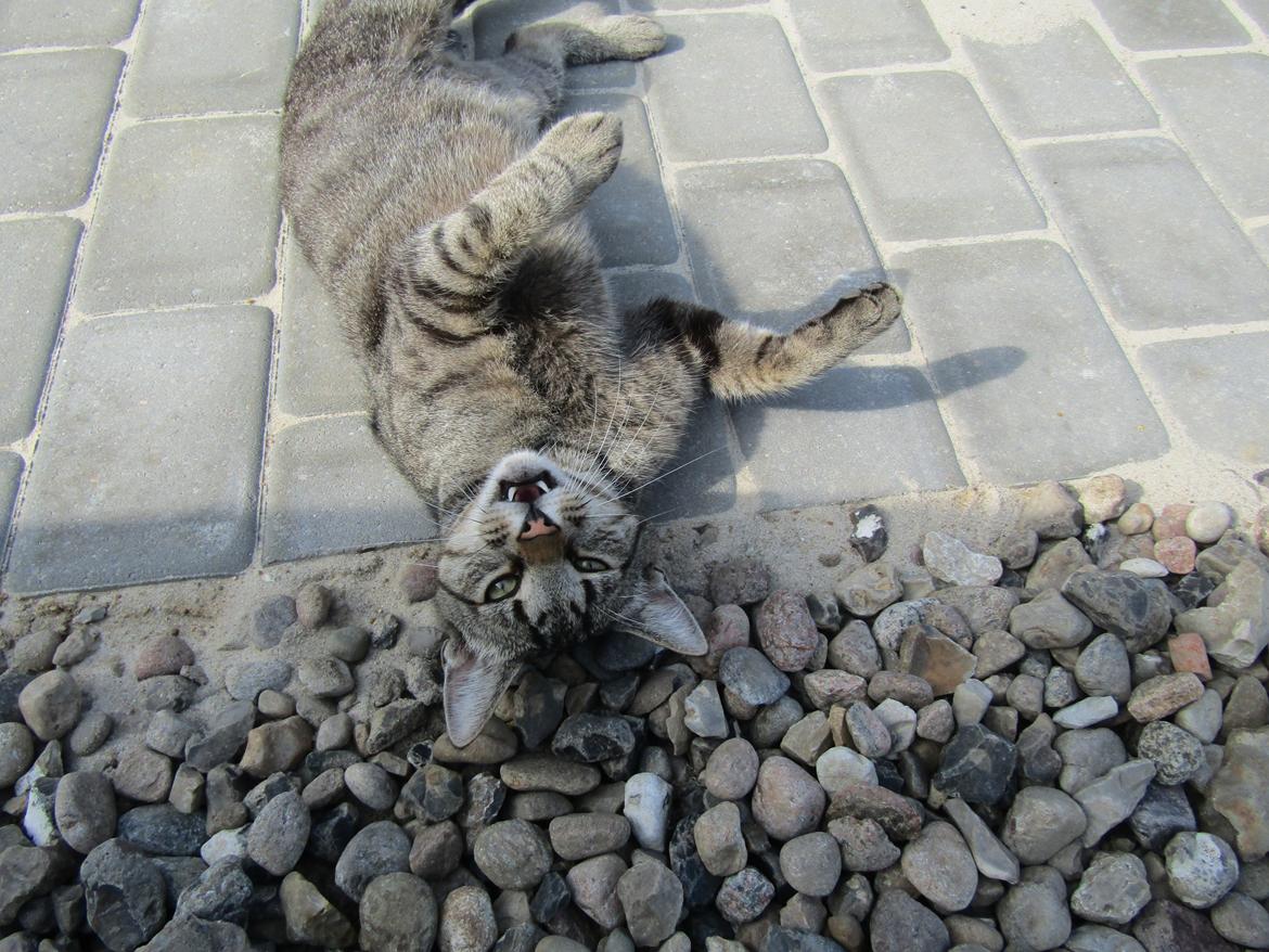 Blanding af racer Felix billede 2