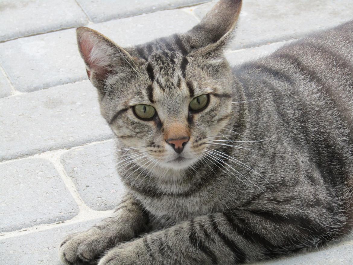 Blanding af racer Felix billede 7