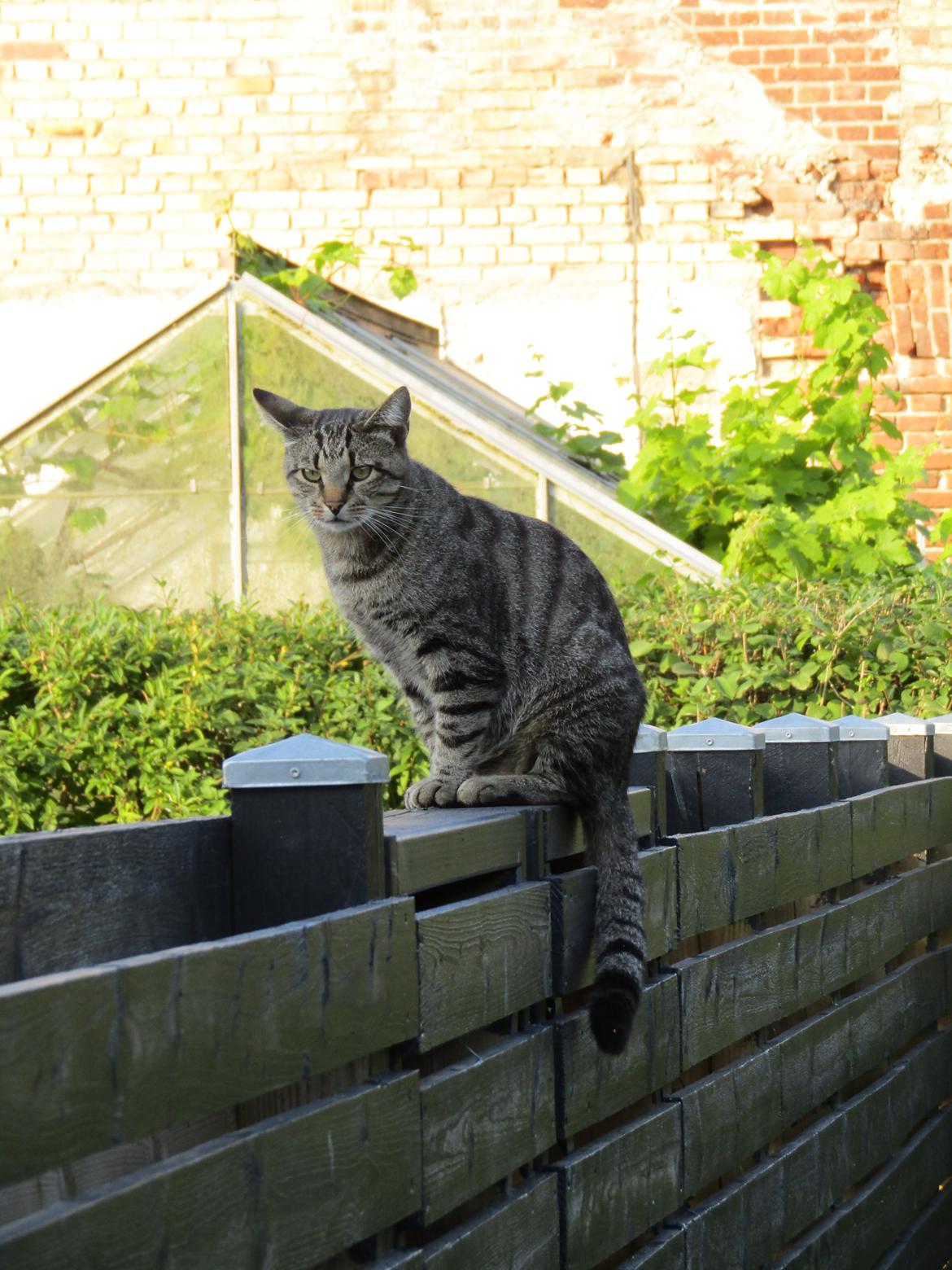 Blanding af racer Felix billede 43