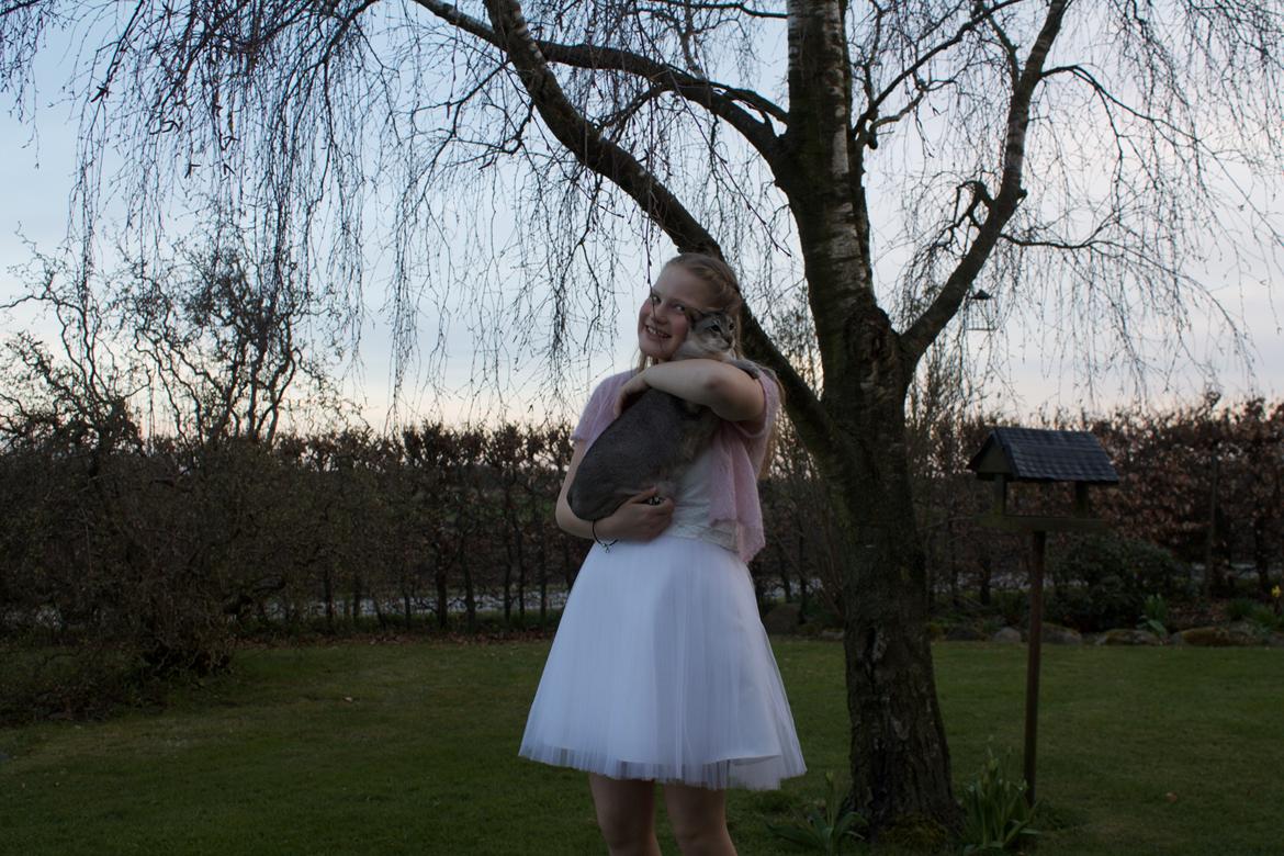 Siameser Nelson billede 1