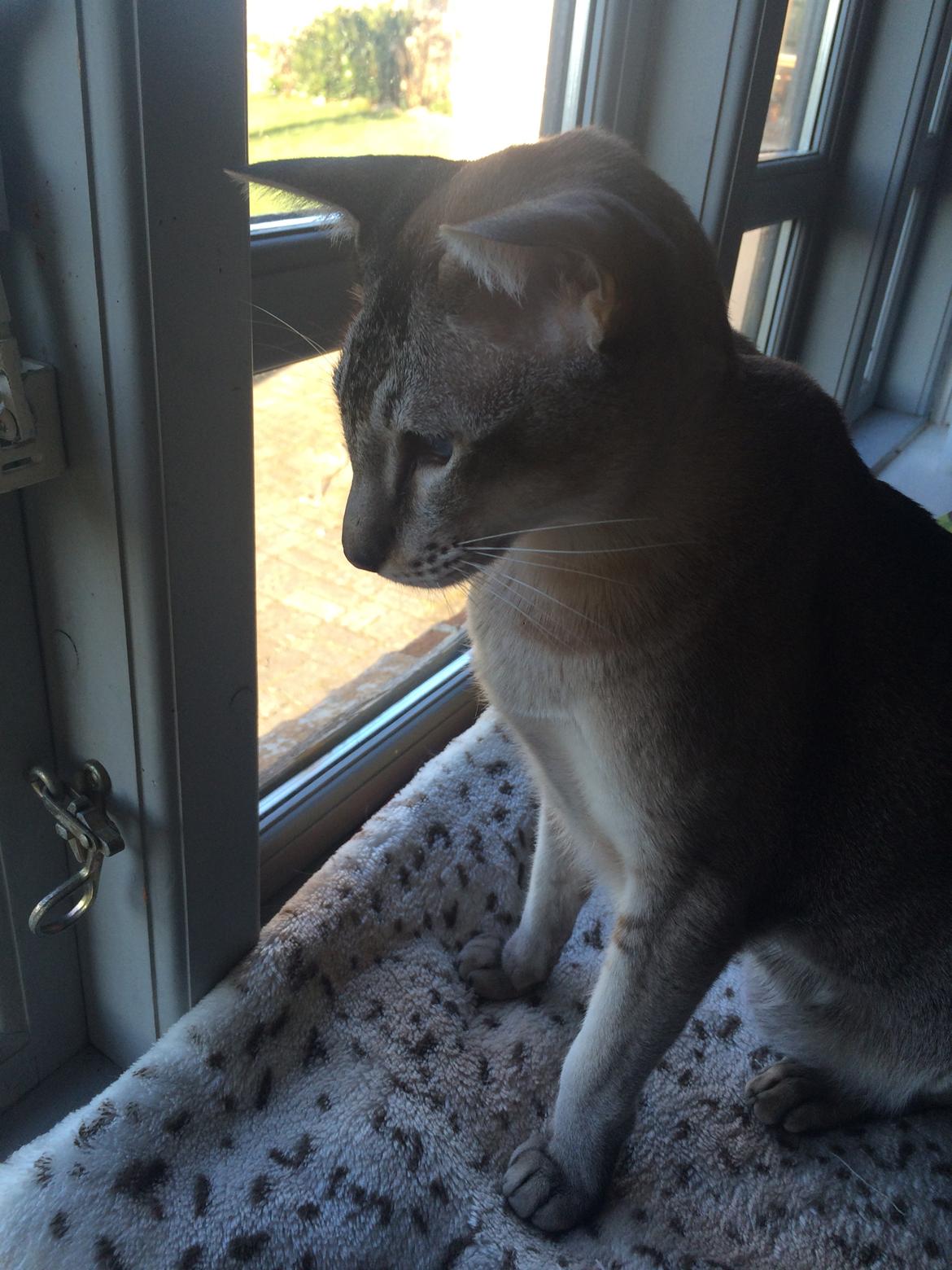 Siameser Nelson billede 2