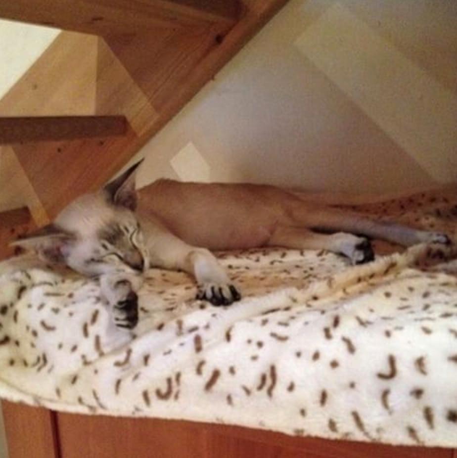 Siameser Nelson billede 3