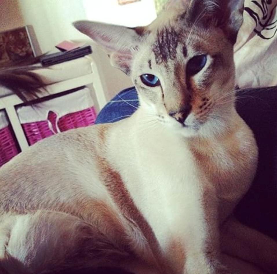 Siameser Nelson billede 4