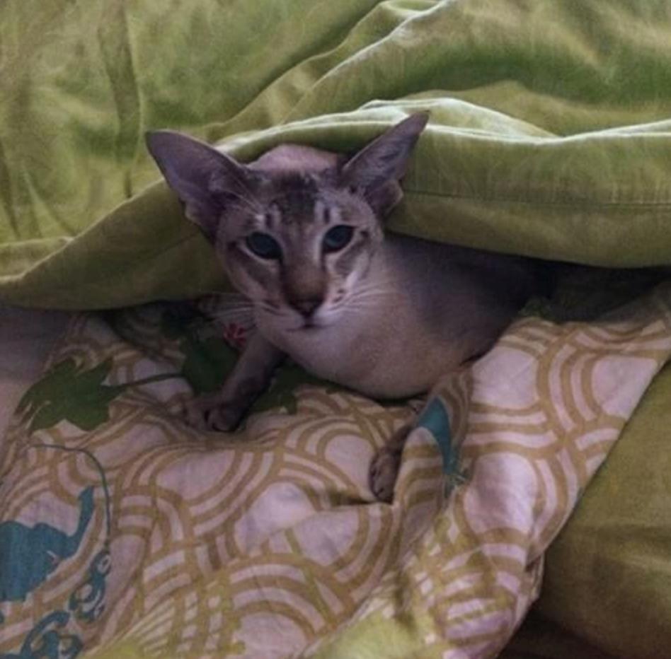 Siameser Nelson billede 5