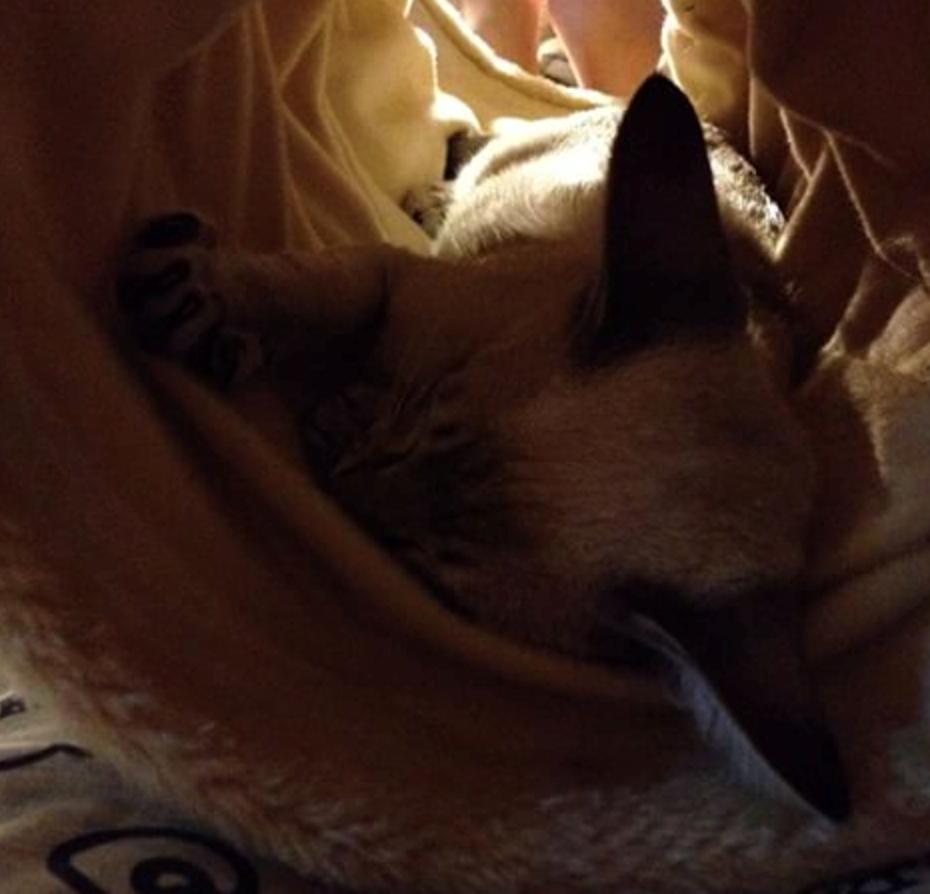 Siameser Nelson billede 6