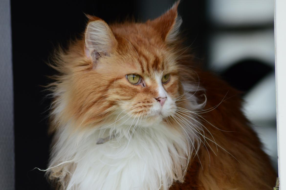 Maine Coon Timitas Danish Dynamite billede 3