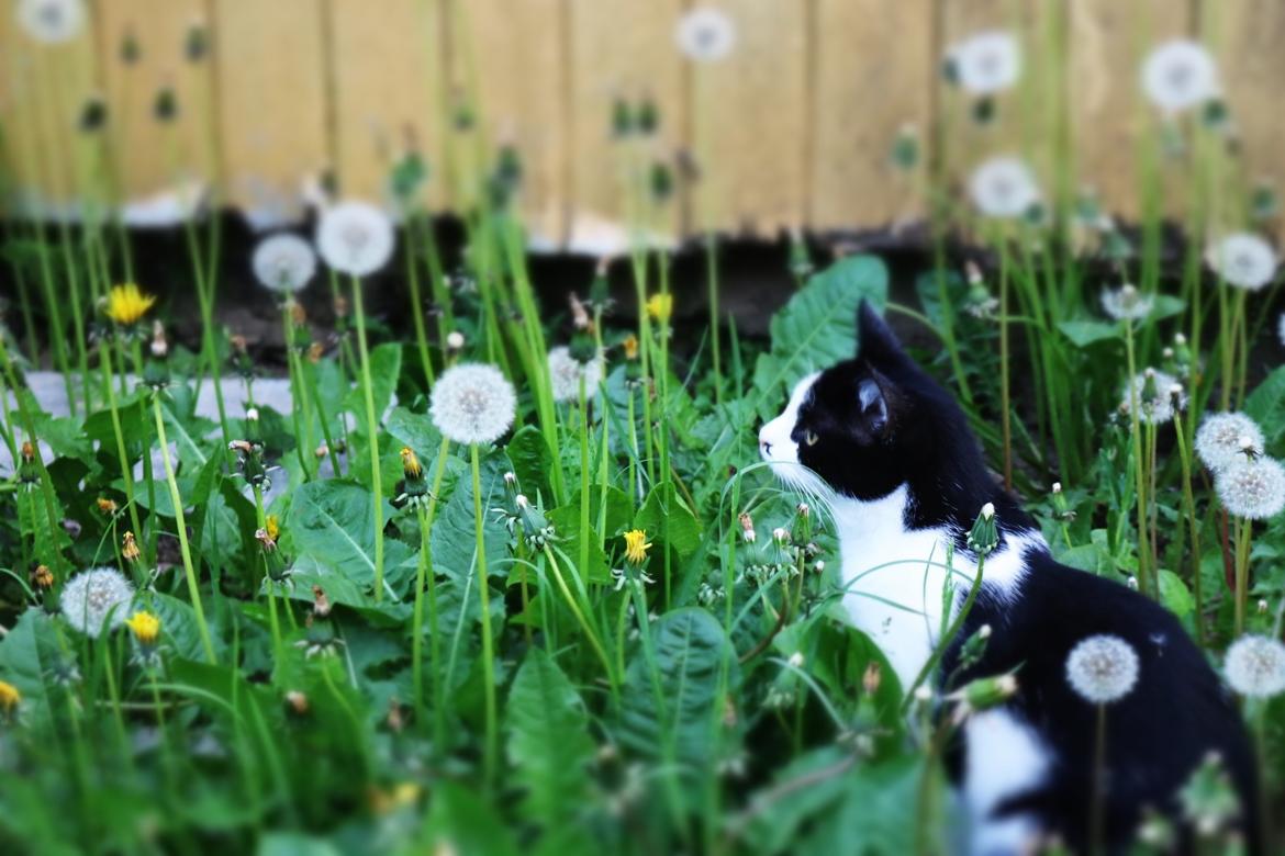 Huskat Pelle (Brumlemis, mullermis) - Pelle i vores gård hvor han leger med mælkebøtter. billede 1