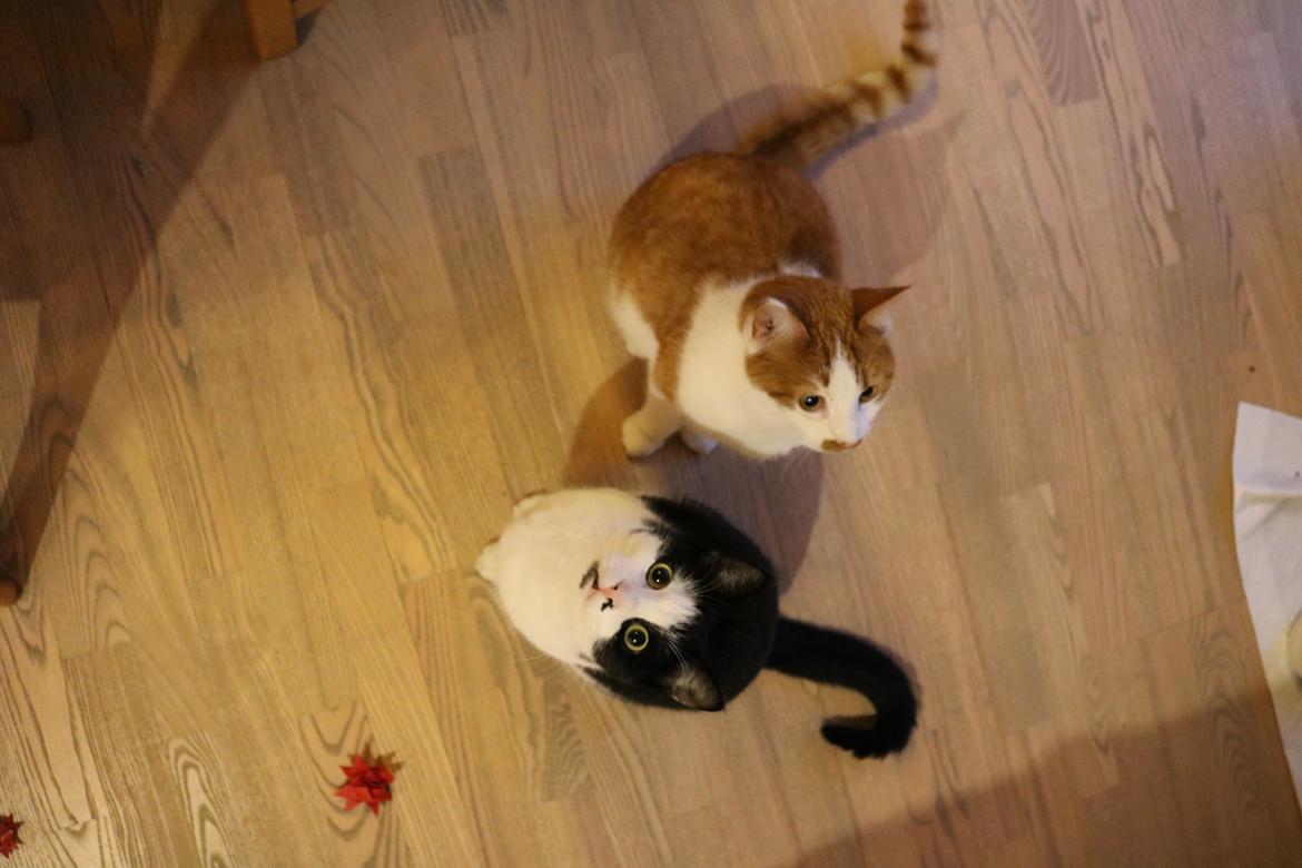 Huskat Pelle (Brumlemis, mullermis) - Pelle og hans bror Fillijonggonggong billede 6