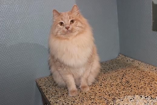 Kurilean Bobtail Ushi - GIC. SharpClaw´s Uspeh  RU billede 1